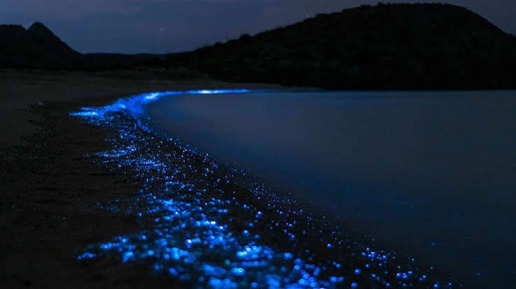 Bioluminescent Plankton Lovina Sunset